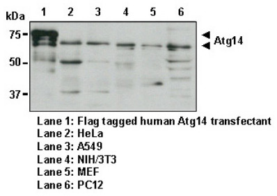 Anti-Atg14 pAb
