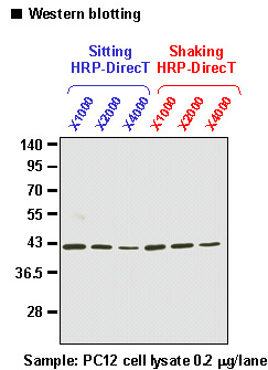 Anti-β-Actin pAb-HRP-DirecT