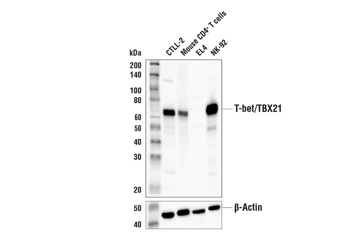 T-bet/TBX21 (E4I2K) Rabbit Monoclonal Antibody