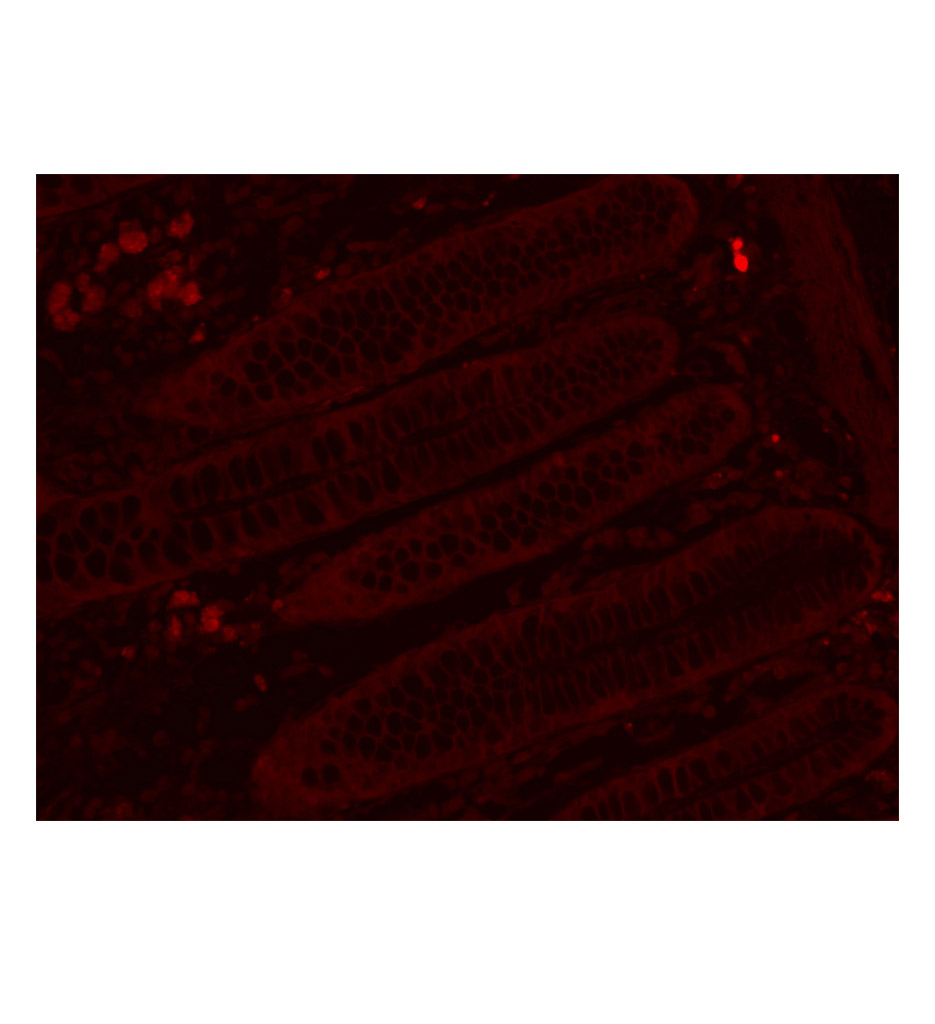 Cy5标记的羊抗小鼠IgG H&amp;L