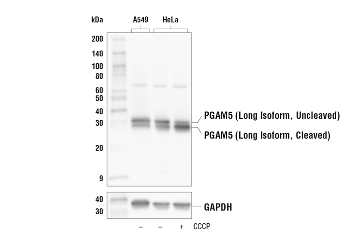 PGAM5 (Long Isoform) (E8C3L) Rabbit Monoclonal Antibody