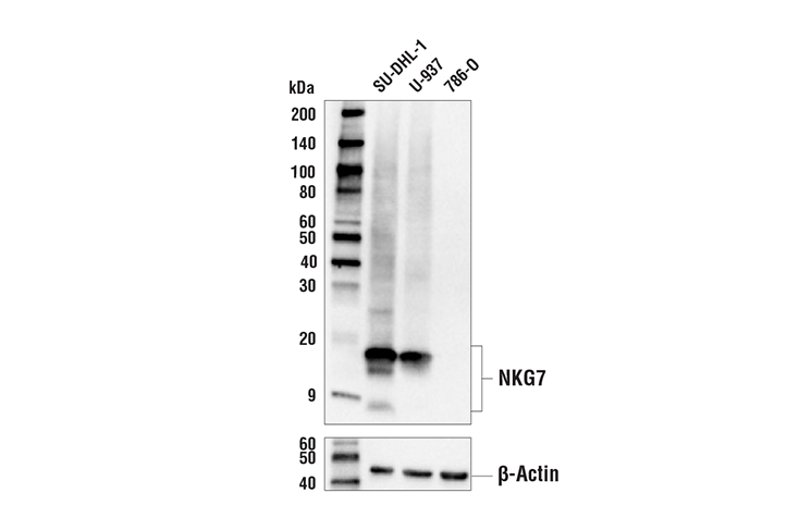 NKG7 (E6S2A) Rabbit mAb