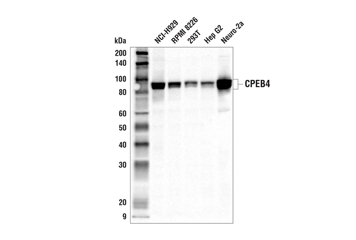 CPEB4 Antibody