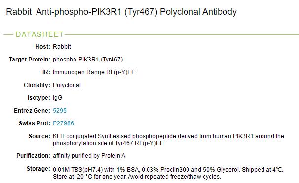 磷酸化磷脂酰肌醇激酶抗体