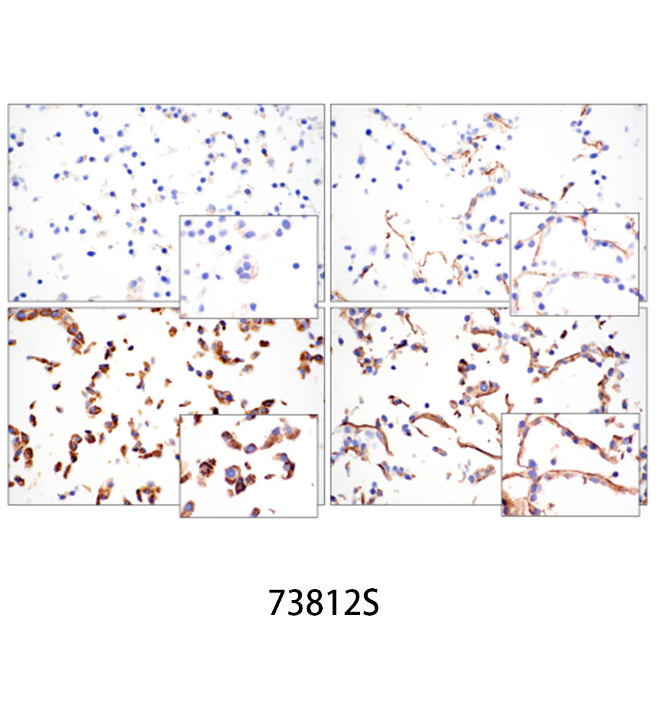 Hydroxyproline Antibody