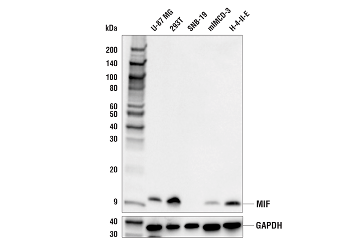 MIF (E7T1W) Rabbit mAb