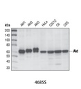 Akt (pan) (11E7) Rabbit mAb