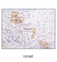 N-Cadherin (D4R1H) XP Rabbit mAb