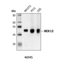 MEK1/2 (L38C12) Mouse mAb