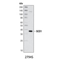 SCD1 (C12H5) Rabbit mAb