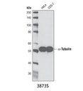 α-Tubulin (DM1A) Mouse mAb