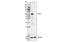 Rig-I Pathway Antibody Sampler Kit