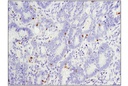 PD-1 (EH33) Mouse mAb (IHC-Specific)
