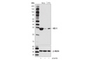 HO-1 Antibody