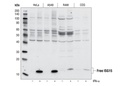 ISG15 Antibody
