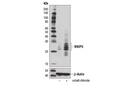 BNIP3 Antibody (Rodent Specific)