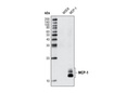 MCP-1 Antibody