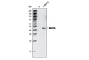 Wnt5a Antibody