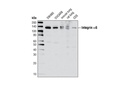 Integrin α6 Antibody