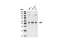 UGT Antibody