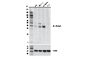 DUSP6/MKP3 Antibody
