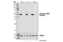 Phospho-HDAC3 (Ser424) Antibody