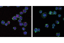 Phospho-STING (Ser366) (D8K6H) Rabbit mAb (Alexa Fluor 647 Conjugate)