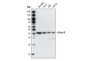 Erlin-2 Antibody