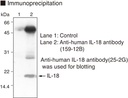 Anti-IL-18 (Human) mAb