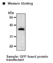 Anti-GFP (Green Fluorescent Protein) mAb
