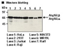 Anti-Atg16L mAb
