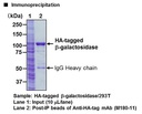 Anti-HA-tag mAb-Magnetic Beads