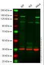 Anti-Brd4 antibody [EPR5150(2)]