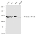 磷脂酰肌醇激酶（PI3Kb）抗体