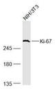 Ki67蛋白抗体